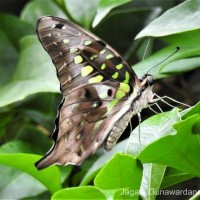 Graphium agamemnon Linnaeus, 1758